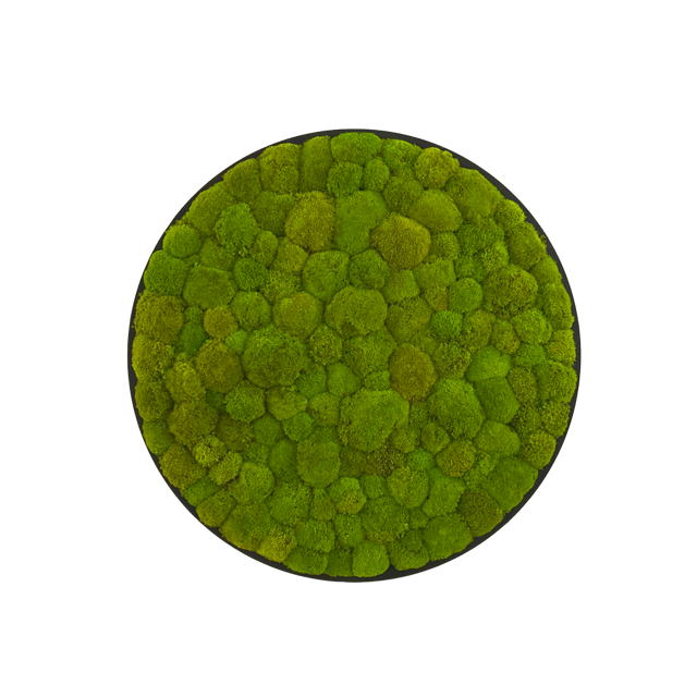 Hügelmoos ohne Rahmen - rund