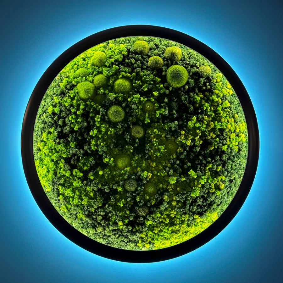 Evergreen Nebula LED Leuchtrahmen Islandmoos Hügelmoos 