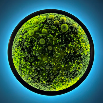 Evergreen Nebula LED Leuchtrahmen Islandmoos Hügelmoos 