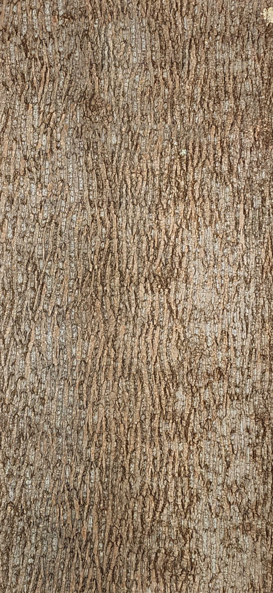 Baumrinde Pappelpaneel PRE-20-0017