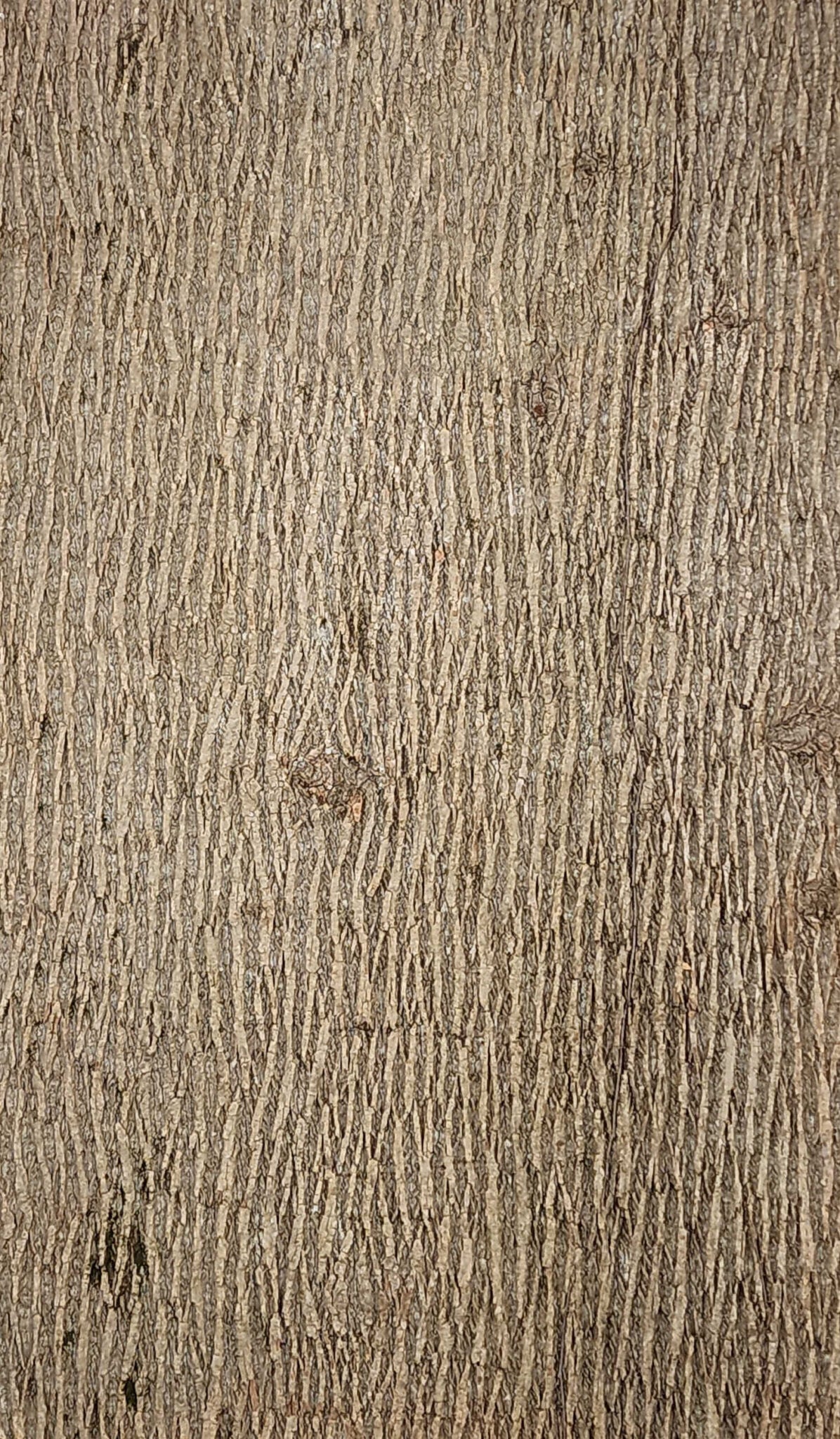 Baumrinde Pappelpaneel PRE-23-0024