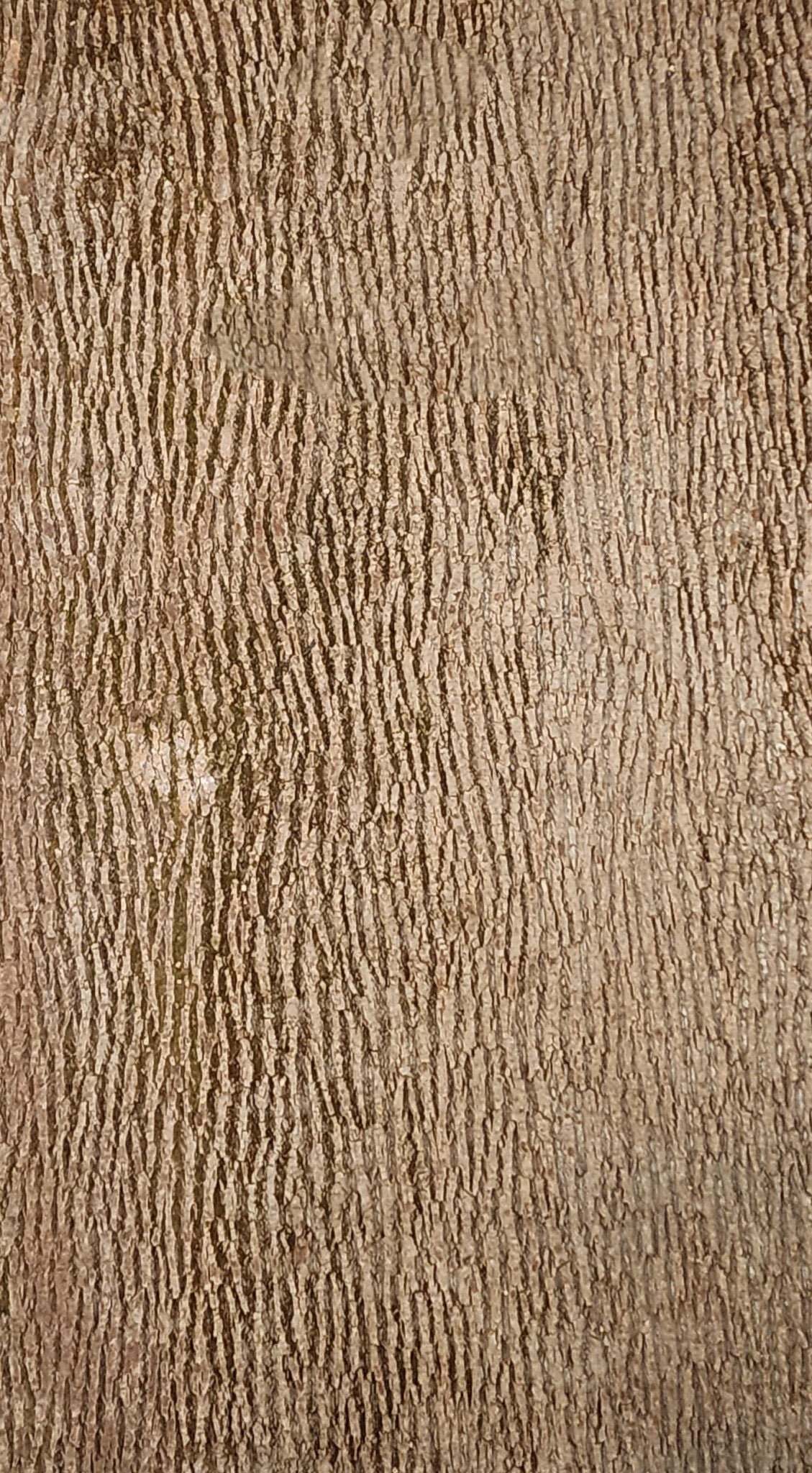 Baumrinde Pappelpaneel STD-22-0014