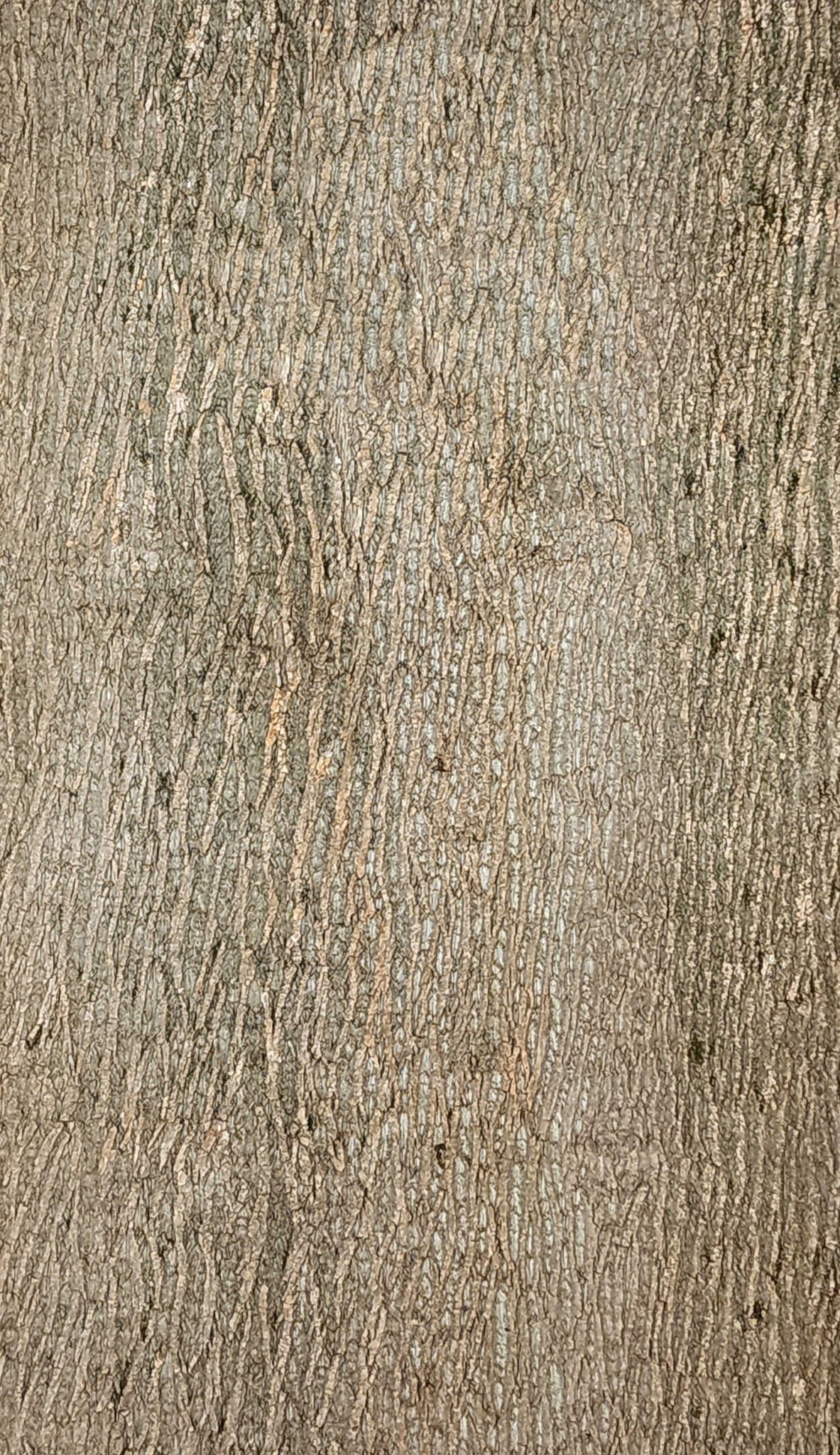 Baumrinde Pappelpaneel STD-23-0114