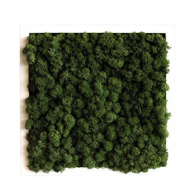 Islandmoos 25x25