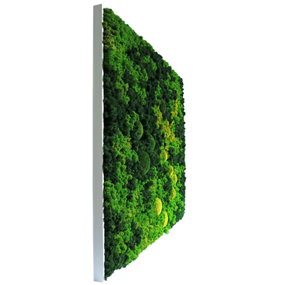 Evergreen Nebula eckig