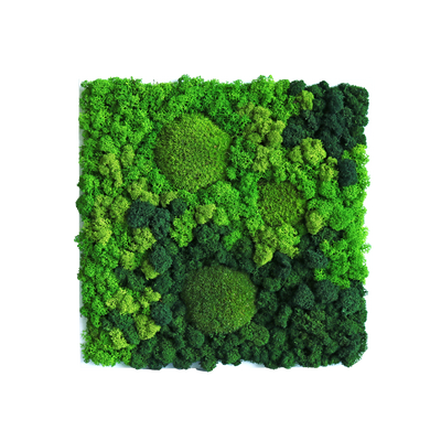 Evergreen Nebula eckig