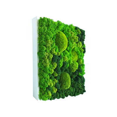 Evergreen Nebula eckig