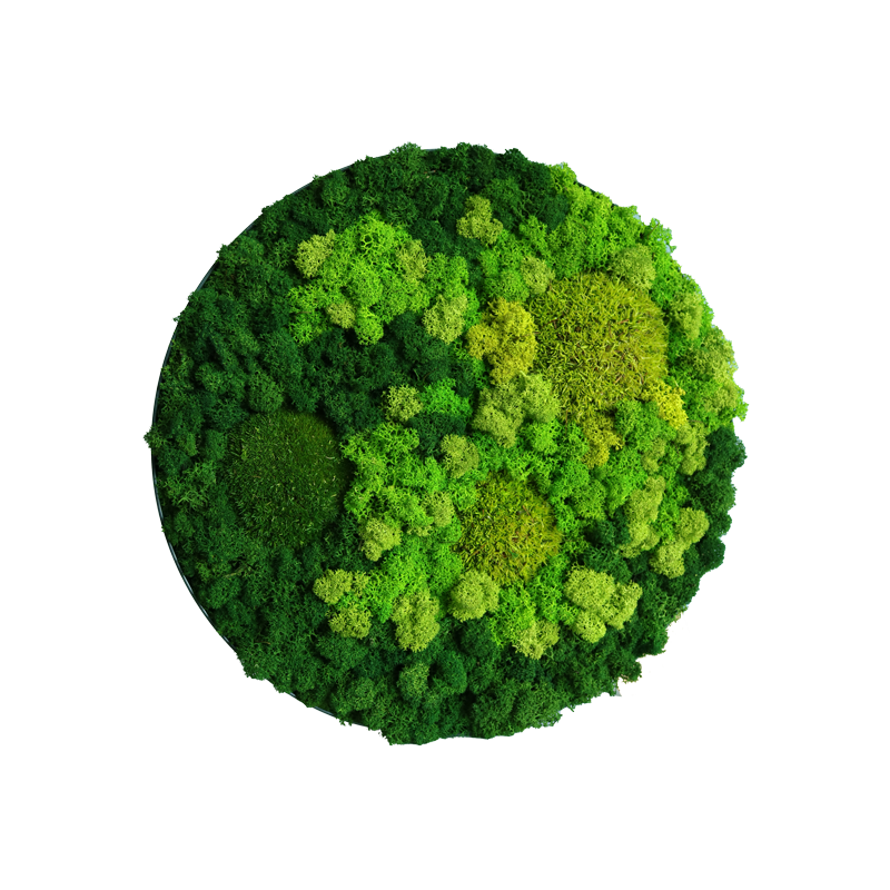 Evergreen Nebula rund