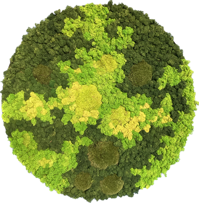 Evergreen Nebula rund