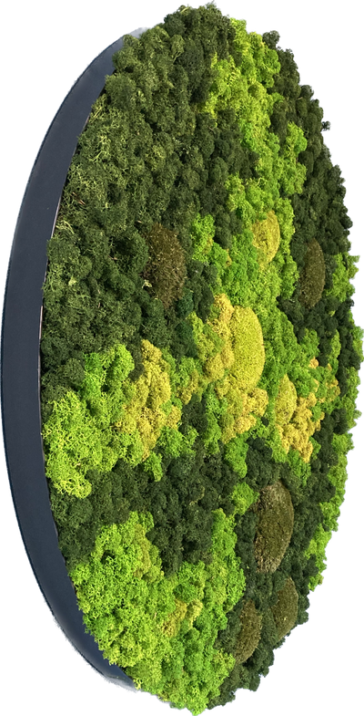 Evergreen Nebula rund