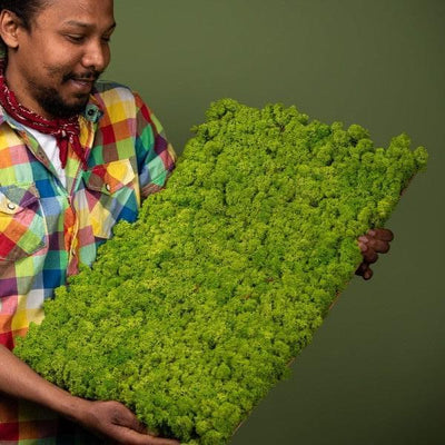 Islandmoosplatte für DIY-Projekte | Apfelgrün