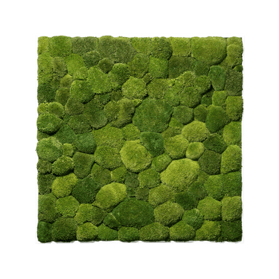 Hügelmoos | eckig