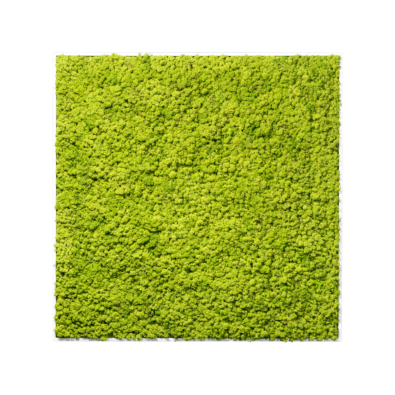 Islandmoos Apfelgrün Premium | eckig