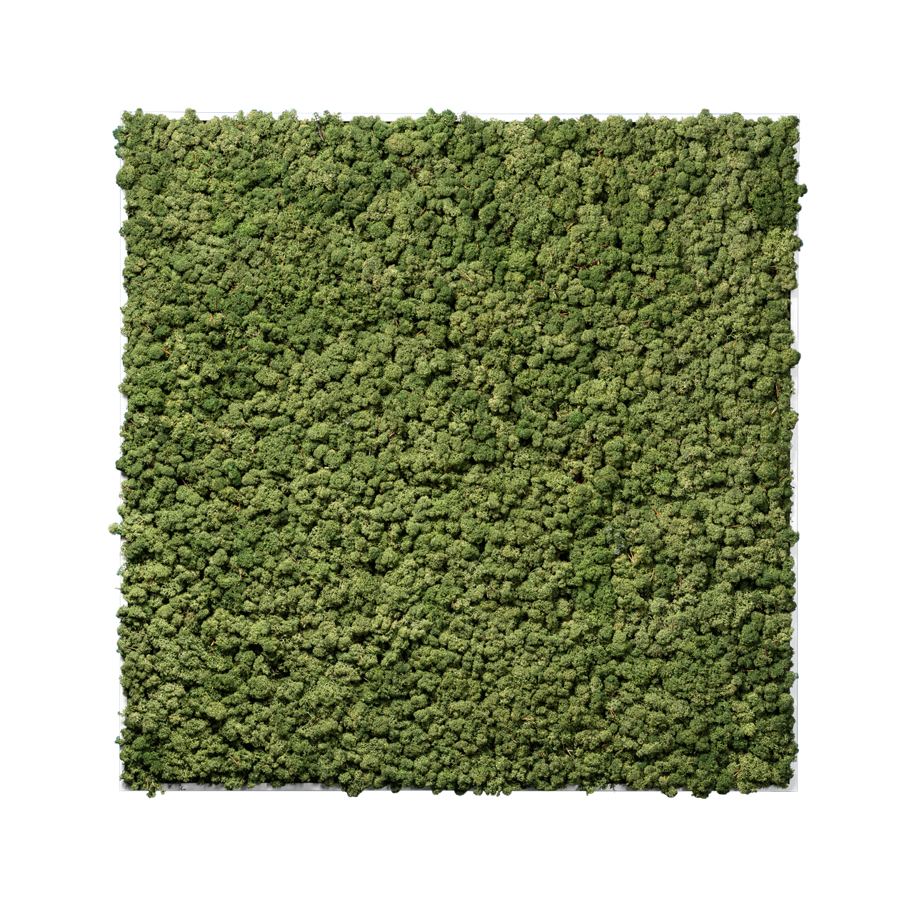 Islandmoos Waldgrün Premium | eckig