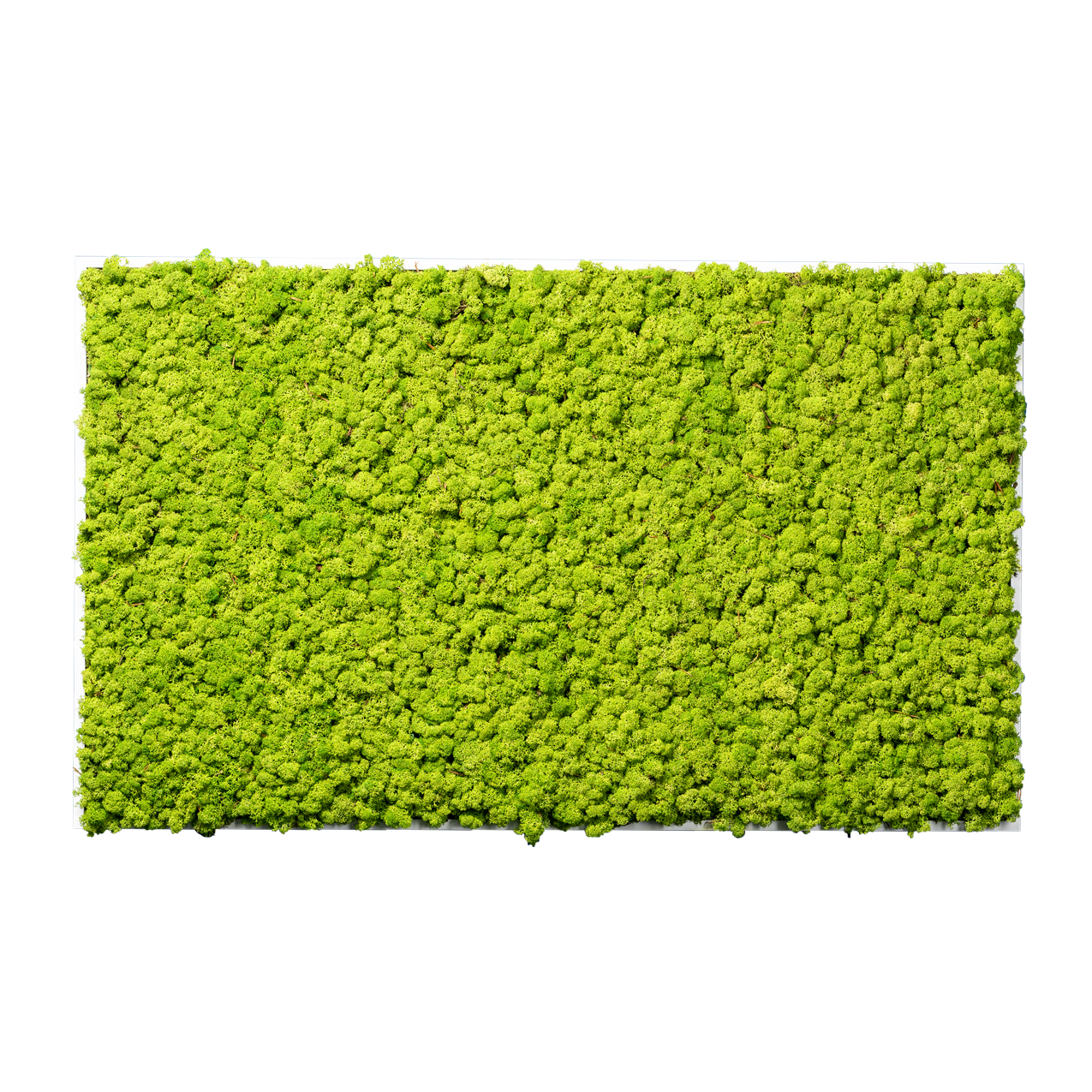 Islandmoos Waldgrün Premium | eckig