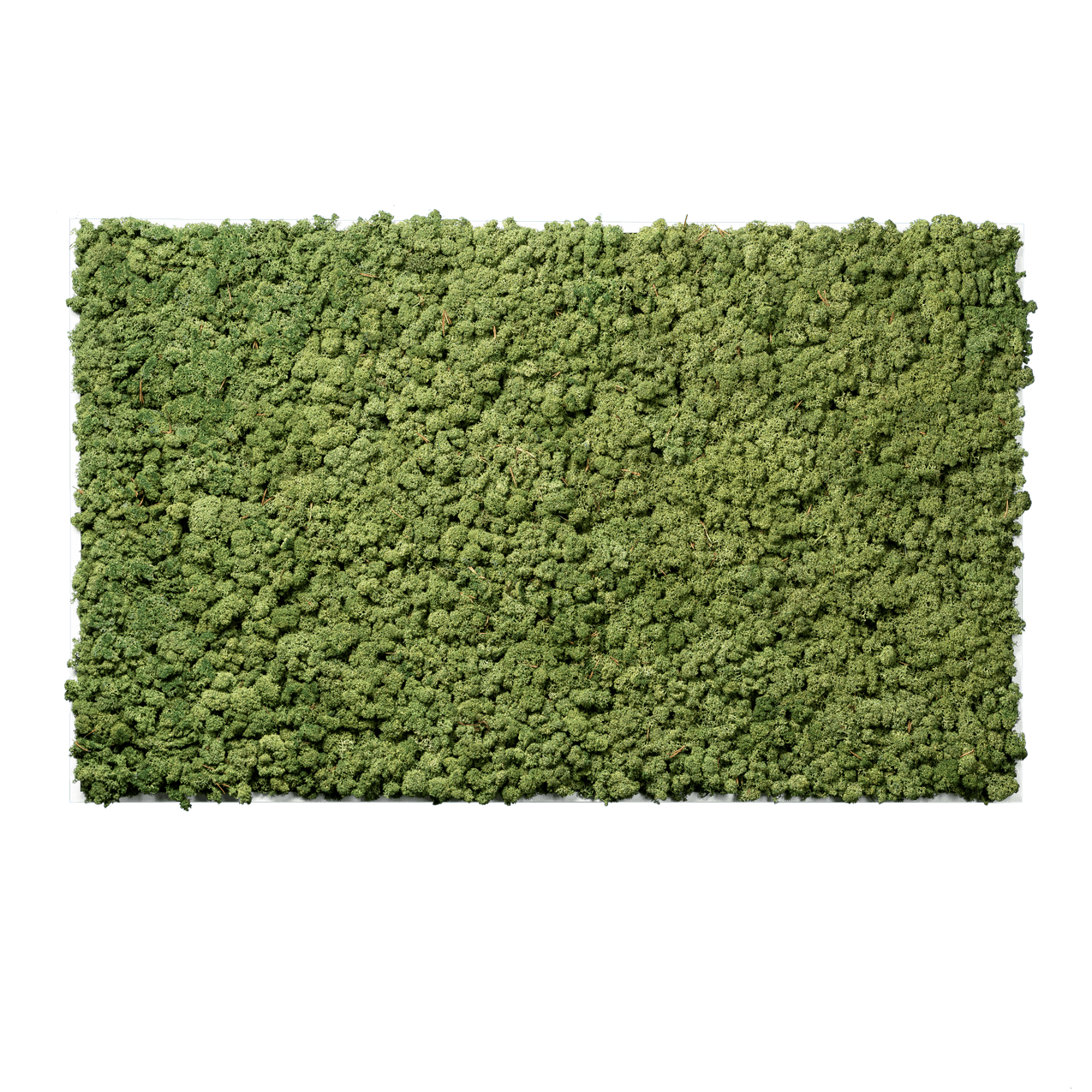 Islandmoos Apfelgrün Premium | eckig