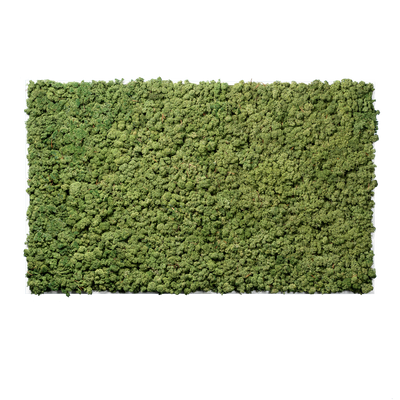 Islandmoos Waldgrün Premium | eckig