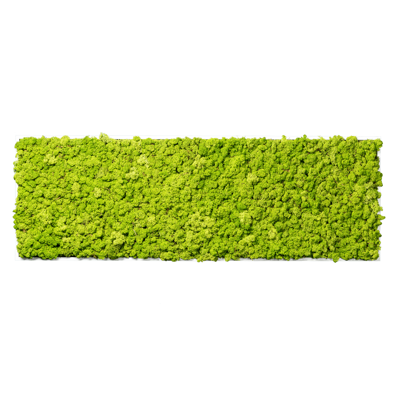 Islandmoos Apfelgrün Premium | eckig