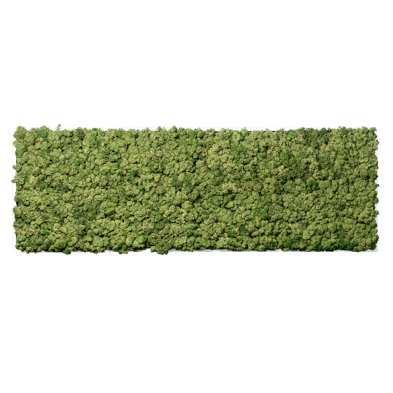 Islandmoos Waldgrün Premium | eckig