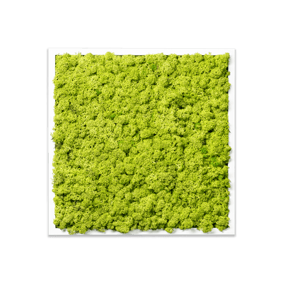 Islandmoos Apfelgrün Premium | eckig