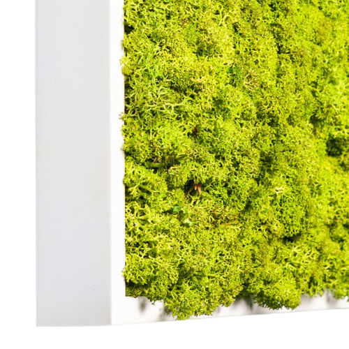 Islandmoos Apfelgrün Premium | eckig