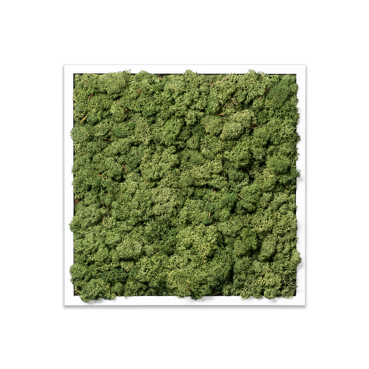 Islandmoos Waldgrün Premium | eckig