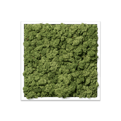 Islandmoos Apfelgrün Premium | eckig