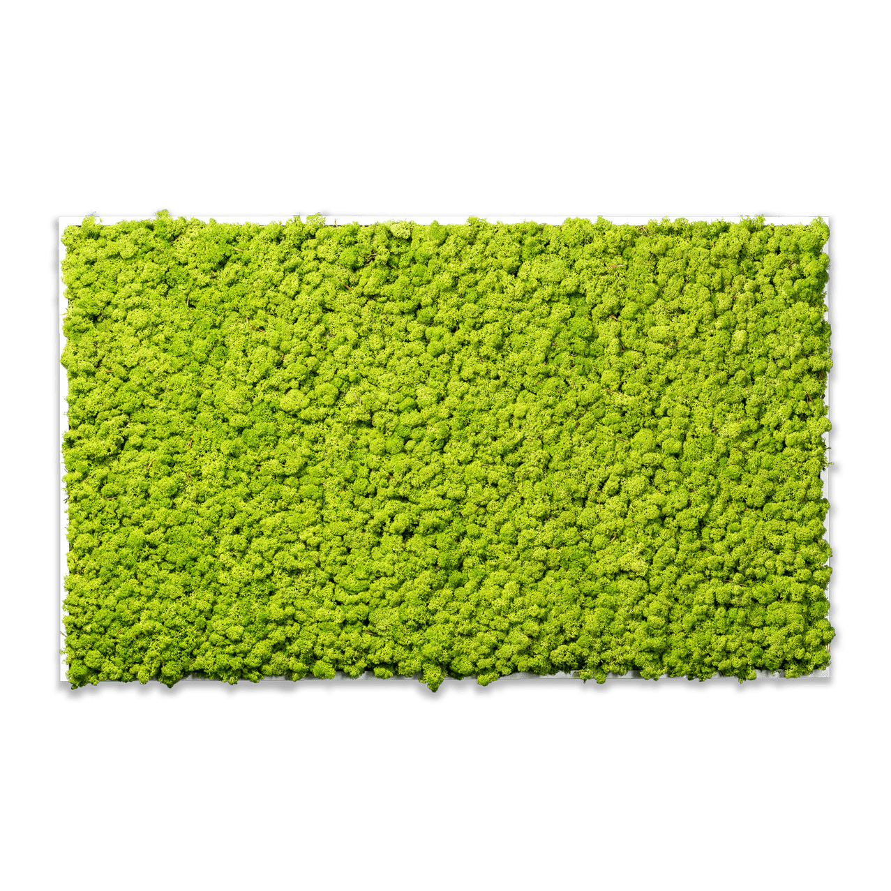 Islandmoos Apfelgrün Premium | eckig