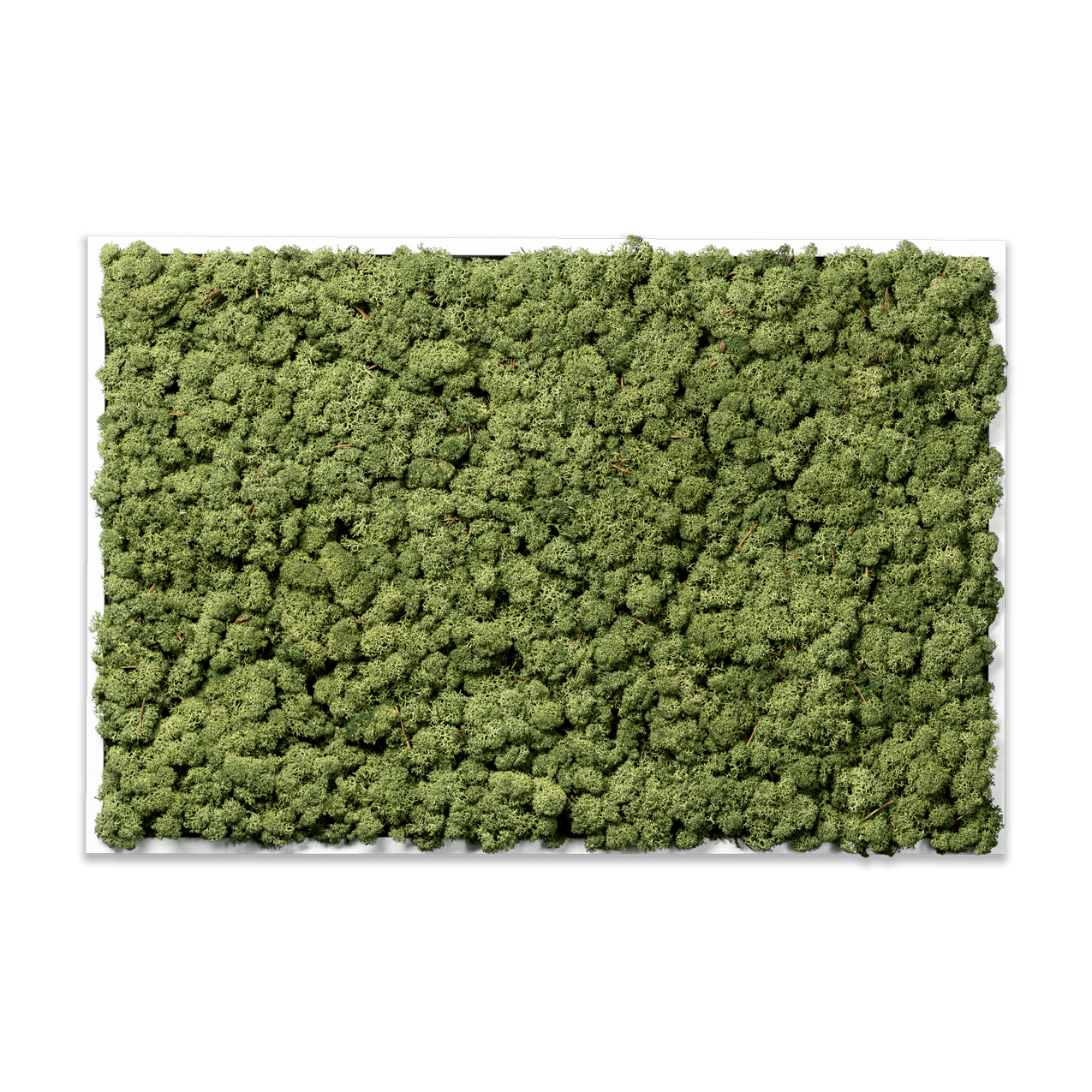 Islandmoos Apfelgrün Premium | eckig