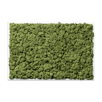 Islandmoos Apfelgrün Premium | eckig