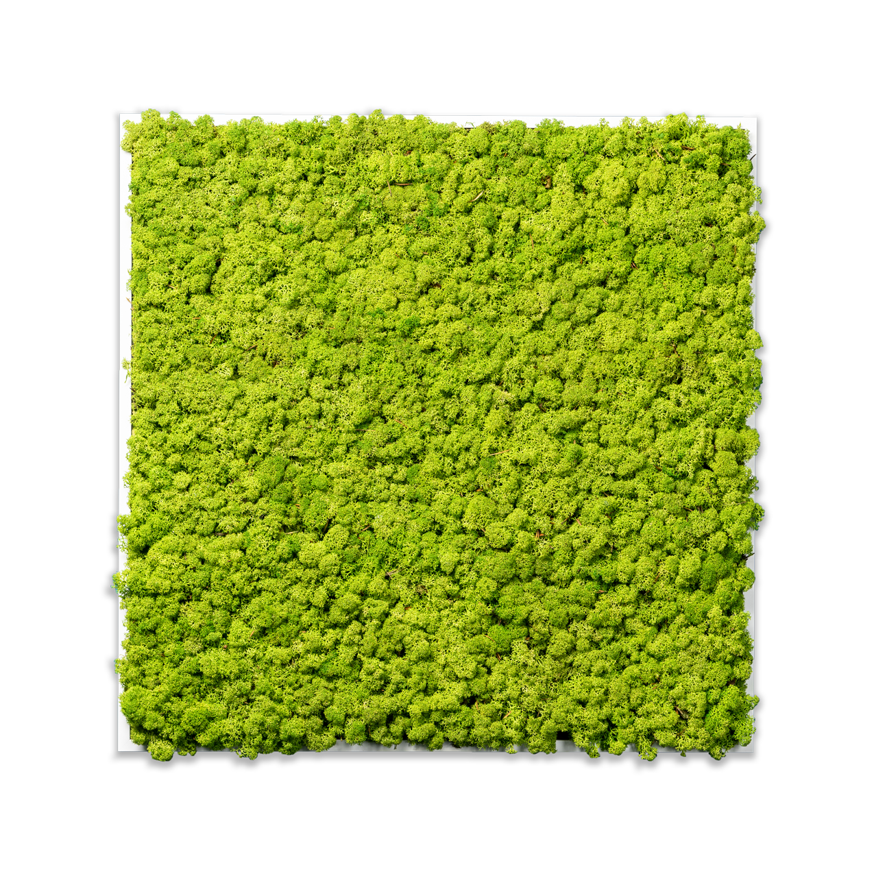 Islandmoos Waldgrün Premium | eckig