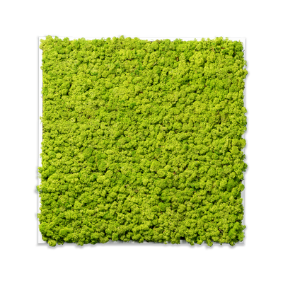 Islandmoos Waldgrün Premium | eckig