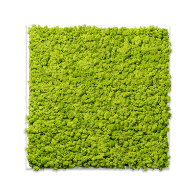 Islandmoos Apfelgrün Premium | eckig