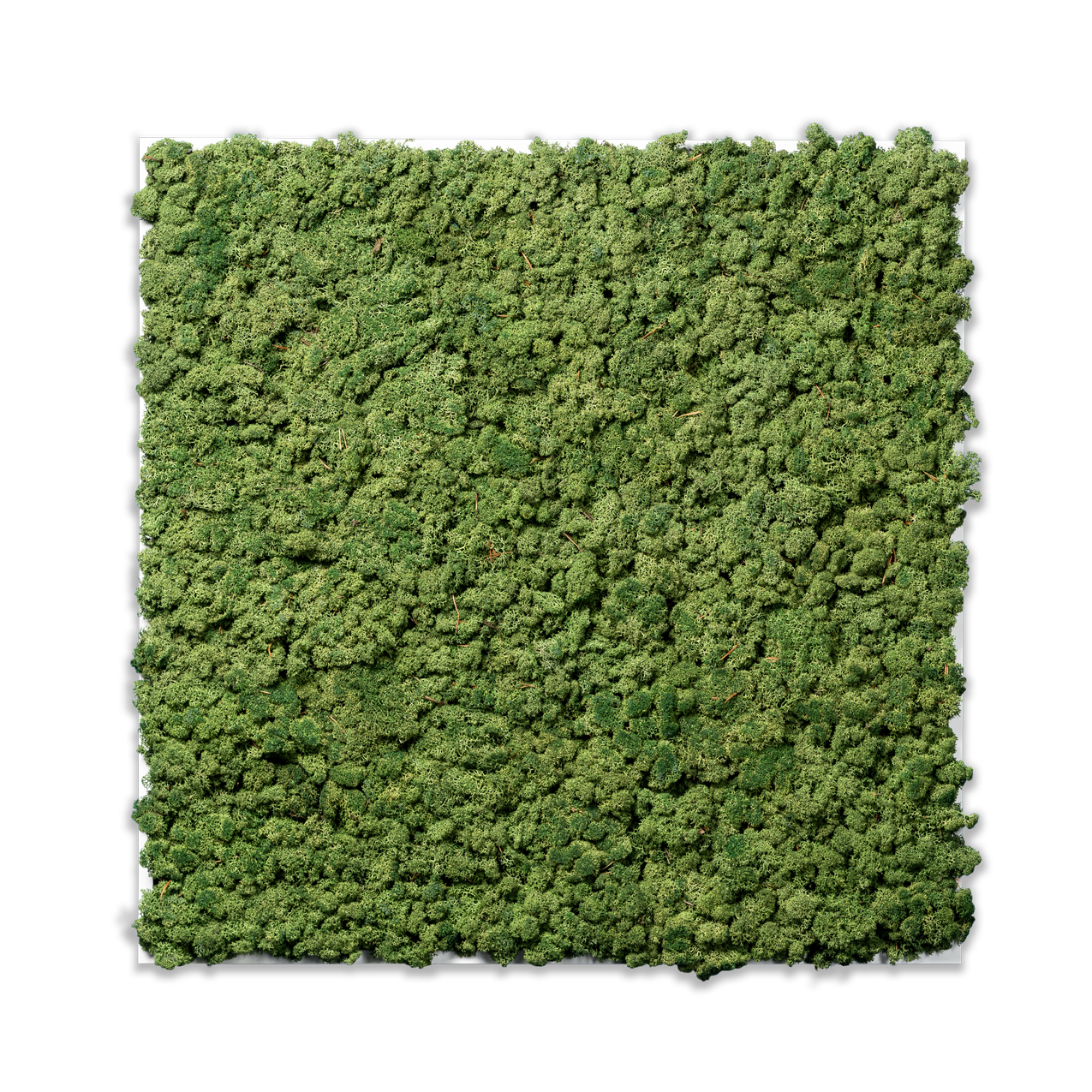 Islandmoos Waldgrün Premium | eckig