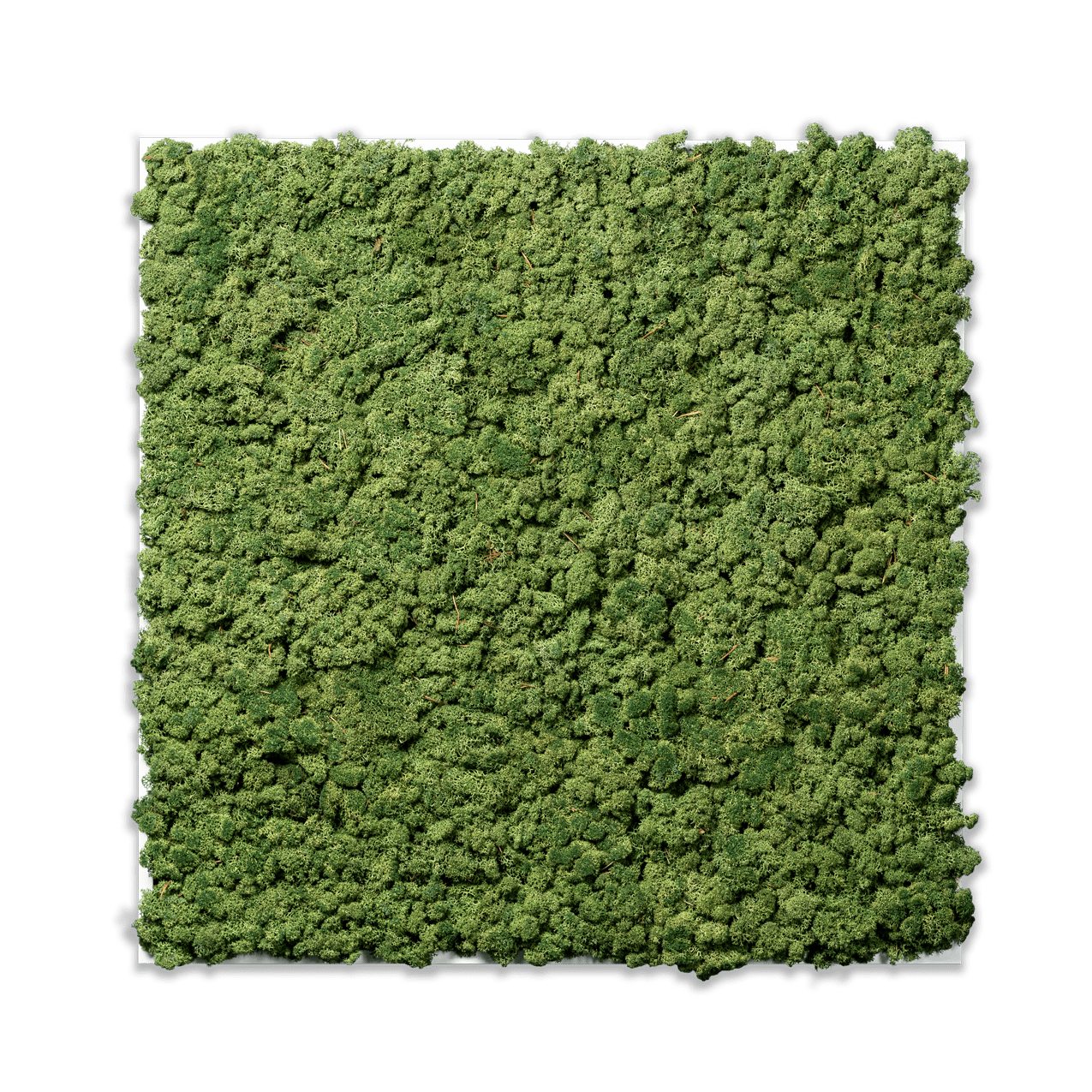 Islandmoos Apfelgrün Premium | eckig