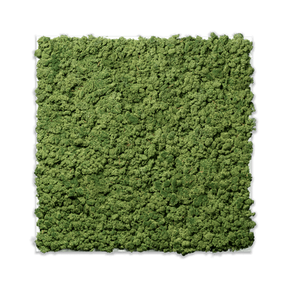 Islandmoos Apfelgrün Premium | eckig