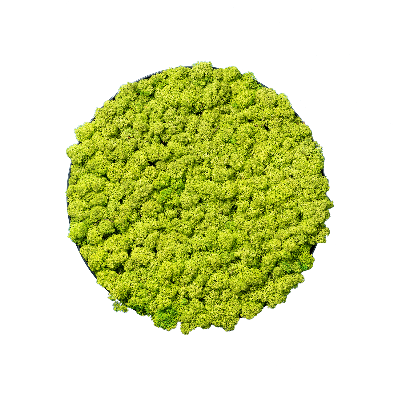 Islandmoos Waldgrün | rund