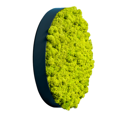 Islandmoos Apfelgrün | rund