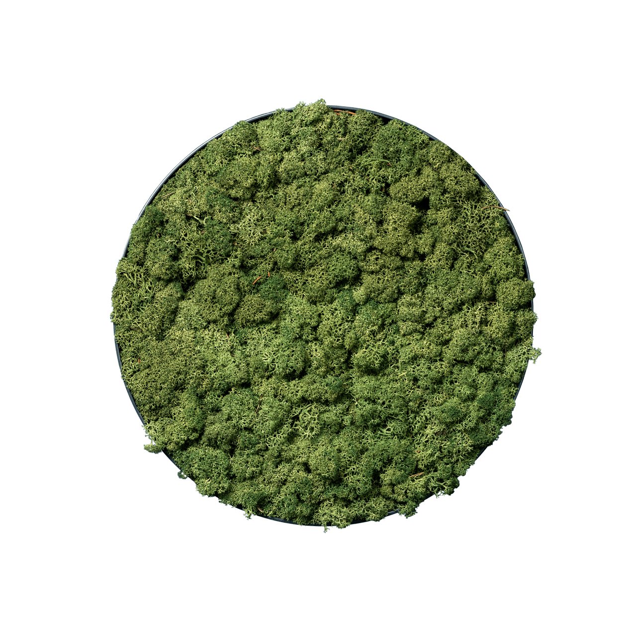 Islandmoos Apfelgrün | rund