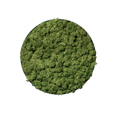 Islandmoos Apfelgrün | rund