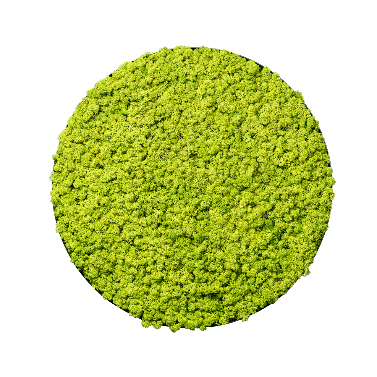 Islandmoos Apfelgrün | rund