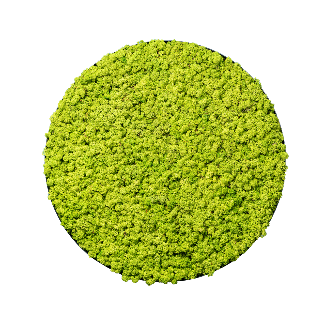 Islandmoos Waldgrün | rund