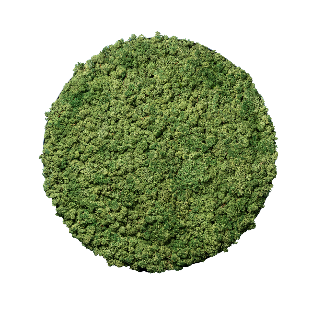 Islandmoos Waldgrün | rund