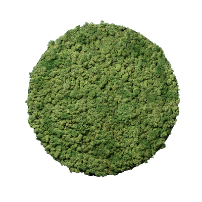 Islandmoos Waldgrün | rund