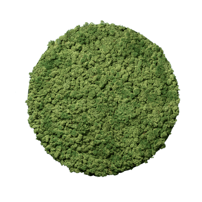 Islandmoos Apfelgrün | rund