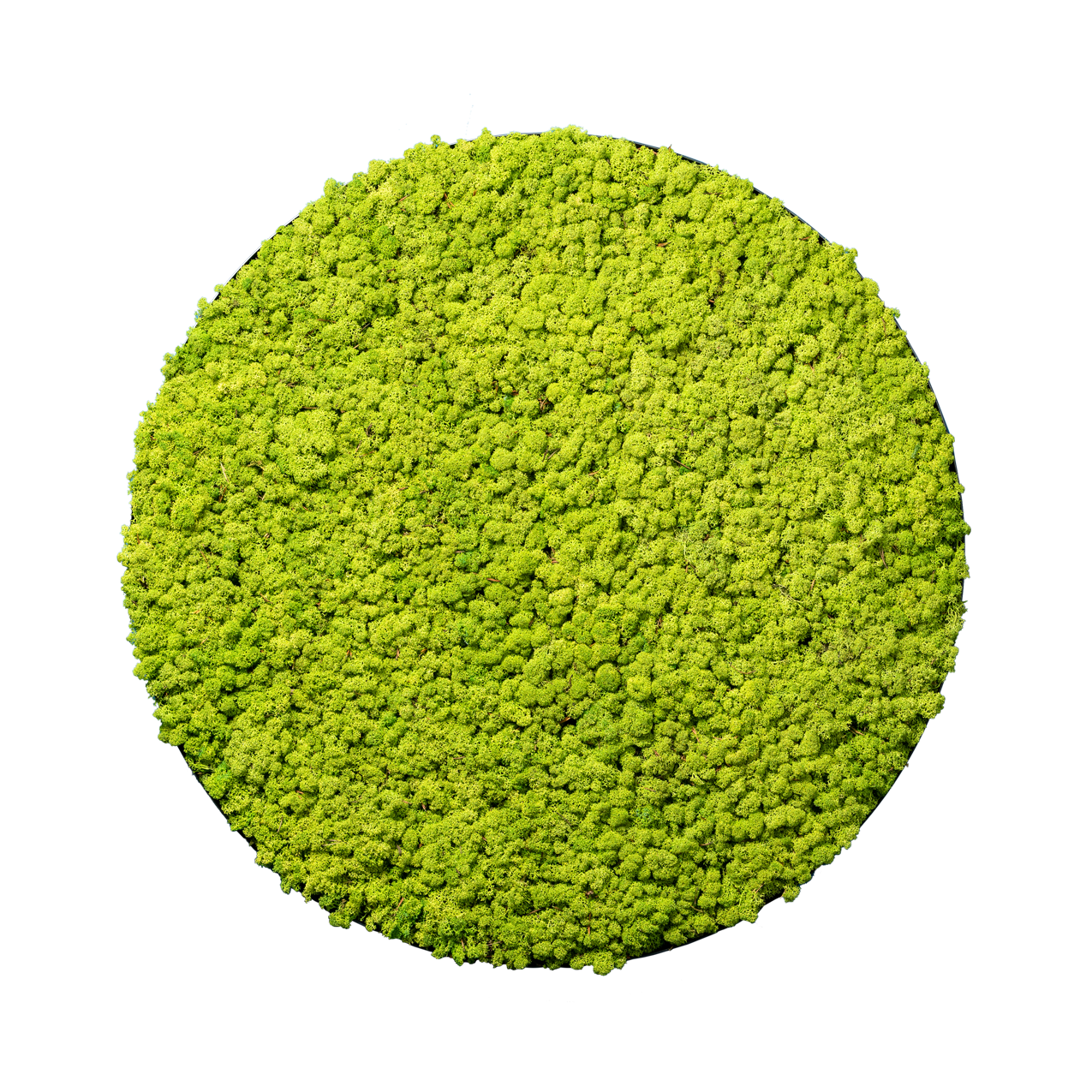 Islandmoos Waldgrün | rund